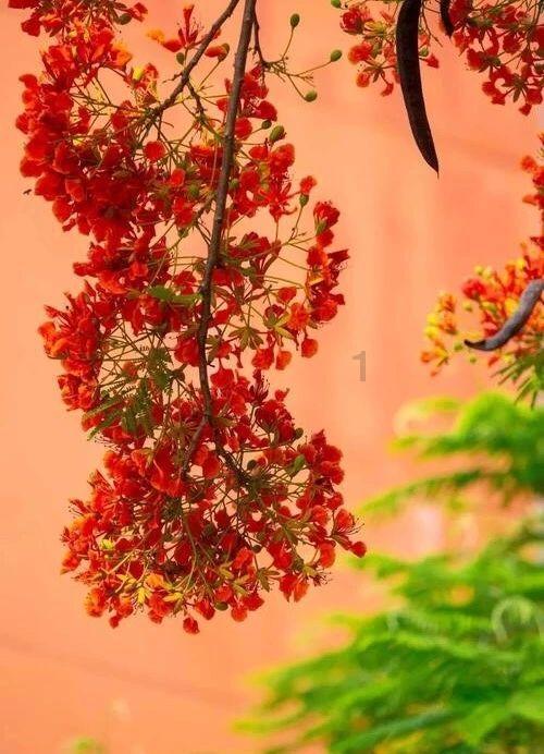 苹果菠萝笔3